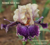 Purple and buff yellow bi-color tall bearded iris called 'Some Say So' displaying space-age spoons on long horns at 'Stout Gardens At Dancingtree'.
