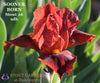 Crimson red standard dwarf bearded iris flower called 'Sooner Born' by Hugh Stout  available at 'Stout Gardens at Dancingtree'.