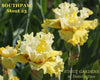 Yellow tall bearded, space-age iris flowers with 'Southpaw Stout 25' and 'Stout Gardens at Dancingtree' text.