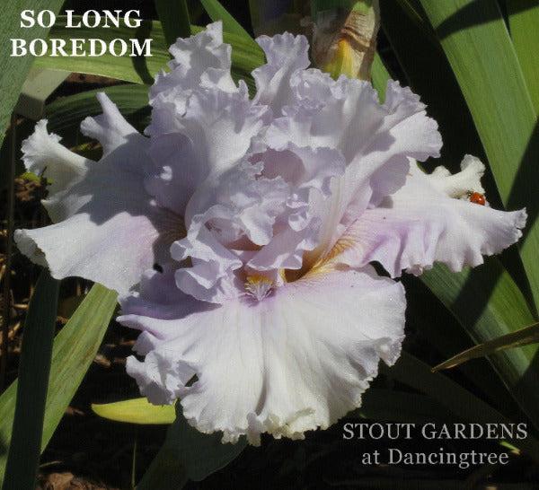 White and light purple tall bearded iris flower with ruffled petals in a garden setting, featuring text 'So Long Boredom' and 'Stout Gardens at Dancingtree'.