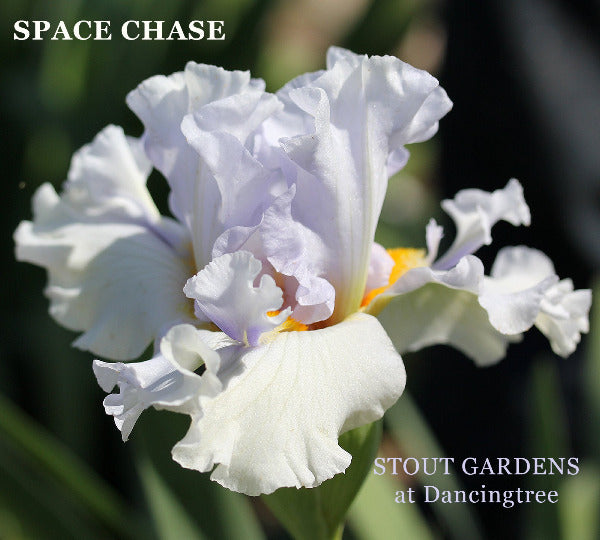 White tall bearded, space-age iris flower called 'Space Chase' at 'Stout Gardens at Dancingtree'.