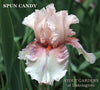 Pink tall bearded iris with purple veins and dots is shown with the name 'Spun Candy' and located at 'Stout Gardens At Dancingtree'.