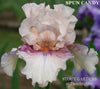 Tall bearded iris 'Spun Candy' is displayed showing pink flower with lavender markings in shoulders. At 'Stout Gardens at Dancingtree'.