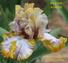 Tall bearded iris 'Stand Alone' displaying ruffled gold and white flowers and space-age horns at 'Stout Gardens At Dancingtree'.