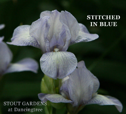 Lavender-blue and white miniature tall bearded iris named 'Stitched In Blue' in the garden at 'Stout Gardens at Dancingtree'.