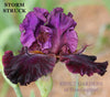 Purple tall bearded iris flower with purple space-age horns called 'Storm Struck' at 'Stout Gardens at Dancingtree'.