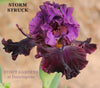 Purple and black space-age, tall bearded iris flower named 'Storm Struck' at 'Stout Gardens at Dancingtree'.
