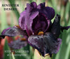 Dark purple intermediate bearded iris flower named 'Sinister Desire' at 'Stout Gardens at Dancingtree'.
