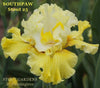 A tall bearded, space-age iris with bi-toned light over warmer yellow falls and upright light to warmer yellow flounces, labeled 'Southpaw' by  'Stout 25' at 'Stout Gardens at Dancingtree'.
