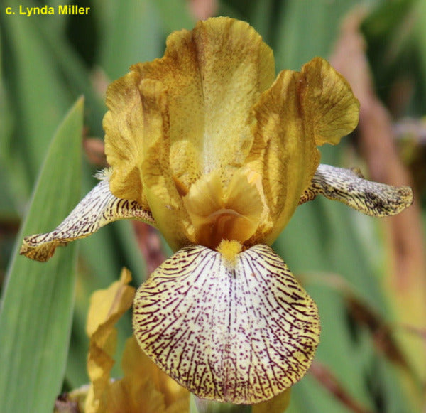 Close-up of a yellow and brown spotted iris flower with blurred green background