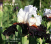 Close-up of 'Starring', a white and black tall bearded iris flower, at 'Stout Gardens at Dancingtree'.