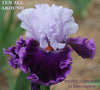 Purple and white tall bearded iris flower 'Ten All Around' with 'Stout Gardens at Dancingtree' branding.