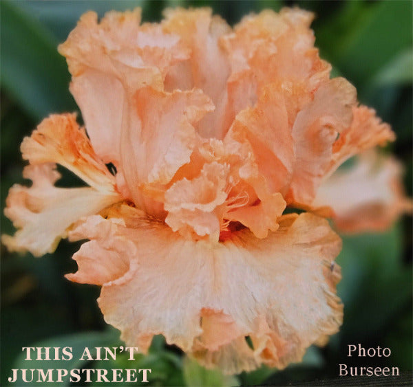 Close-up of a peach-colored tall bearded iris  flower called 'This Ain't Jumpstreet'.