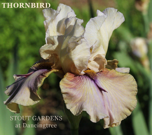 Beige and purple tall bearded, space-age iris flower with 'Thornbird' name and 'Stout Gardens at Dancingtree' text.