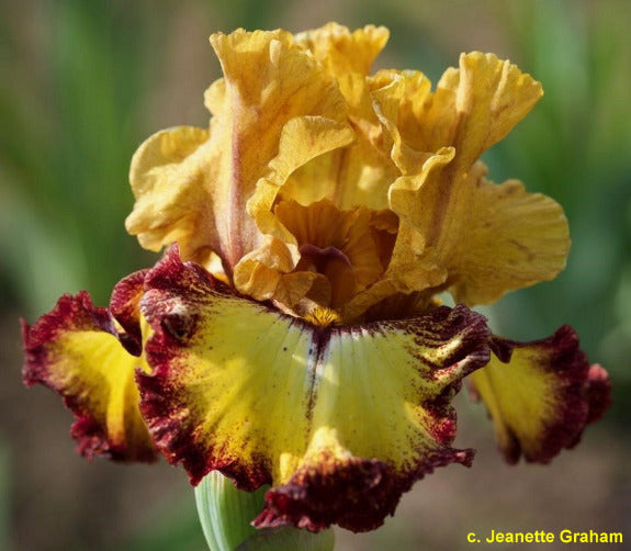 Yellow and burgundy bearded iris flower with a blurred green background