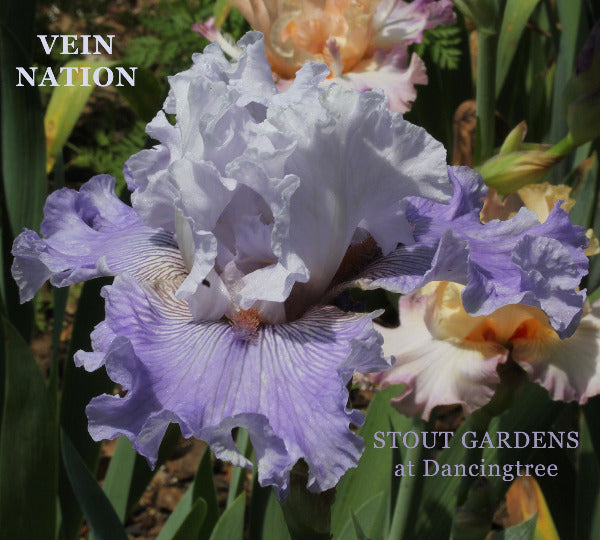 Purple and white tall bearded iris flower with 'Vein Nation' and 'Stout Gardens at Dancingtree' text.