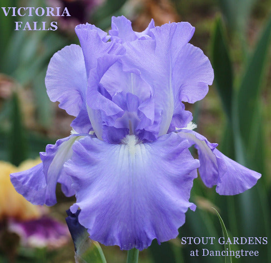 Award winning tall bearded iris in medium blue at Stout Gardens.