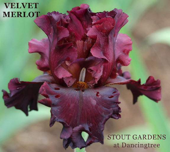 Tall bearded iris 'Velvet Merlot' flower at 'Stout Gardens at Dancingtree' .