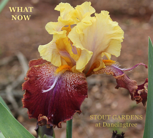A close-up image of a yellow and purple tall bearded iris flower with the text 'WHAT NOW' and 'STOUT GARDENS at Dancingtree' on it.