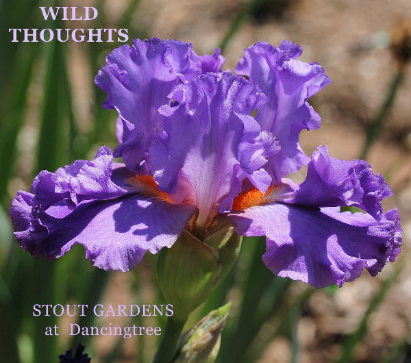 Space-age tall bearded iris 'Wild Thought's' is displayed showing big flounces in all violet purple color at 'Stout Gardens At Dancingtree'.