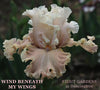 Pink toned tall bearded iris flower called 'Wind Beneath My Wings' at 'Stout Gardens at Dancingtree'.
