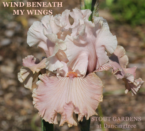 Pink toned tall bearded iris flower with 'Wind Beneath My Wings' text and 'Stout Gardens at Dancingtree' branding.