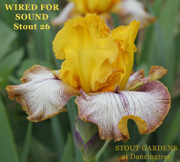 Yellow and white space3-age tall bearded iris flower 'Wired For Sound' with 'STOUT GARDENS at Dancingtree' on a blurred green background.