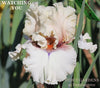 White ruffled tall bearded iris flower with text 'Watching You' and 'Stout Gardens at Dancingtree' on a blurred green background