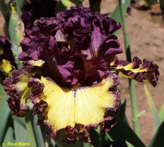 Tall bearded iris 'Bring In The Clowns' close-up displaying yellow ground flowers with heavy purple plicata pattern overlay.