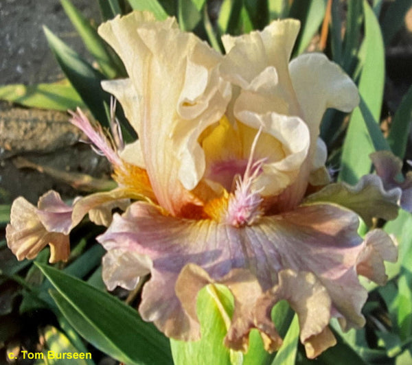 Close-up of space-age tall bearded iris, 'Charming Oakie', a light yellow over mauve pink falls by Tom Burseen.