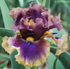Tall bearded iris 'Codswallop' showing purple coloring with heavy gold bands. 
