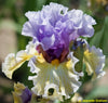 Purple over yellow flower of the tall bearded iris 'Collusion'. 