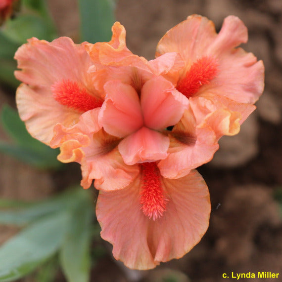 Close-up of a coral peach-colored standard dwarf bearded iris called 'Coral Chips'.