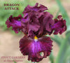 Purple tall bearded iris flower 'Dragon Attack' shown at 'Stout Gardens at Dancingtree'.