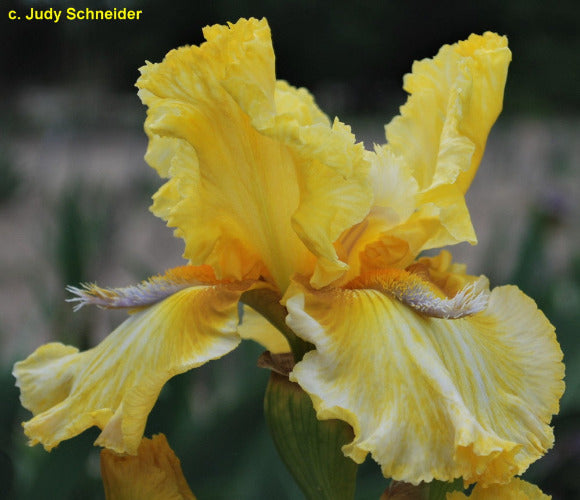 Yellow iris flower with a blurred background