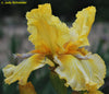 Yellow iris flower with a blurred background