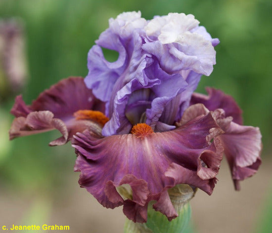 Purple and blue tall bearded iris flower with a blurred green background at 'Stout Gardens At Dancingtree'.