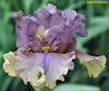 Multicolored iris flower 'Homespun Hero' with purple and yellow petals against a green background
