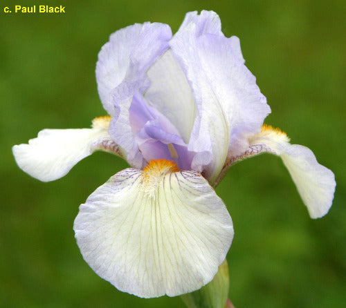 Iris Lavender Sprinkles