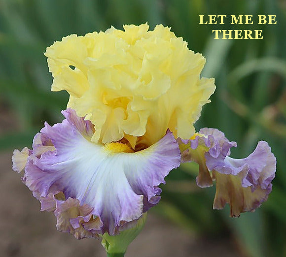 Multicolored iris flower with text 'LET ME BE THERE' on a blurred green background