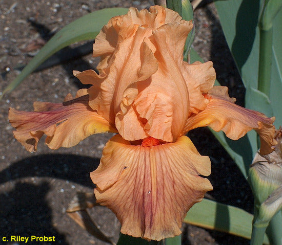 Iris Louisiana Hot Wings