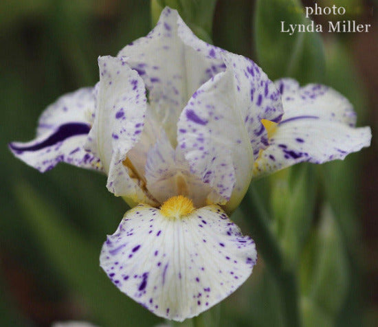 A close-up image of white miniature tall bearded iris flower 'Maniac', with purple spots and a yellow center, at 'Stout Gardens At Dancingtree'.