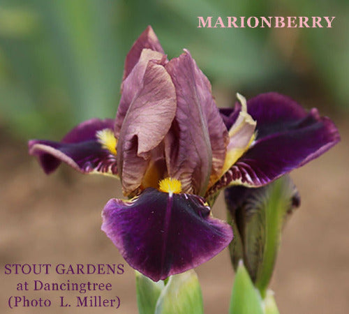 A close-up image 'Marionberry', a miniature tall bearded iris flower with smoky medium violet standards and dark purple falls, with a gold beard and medium violet midrib.