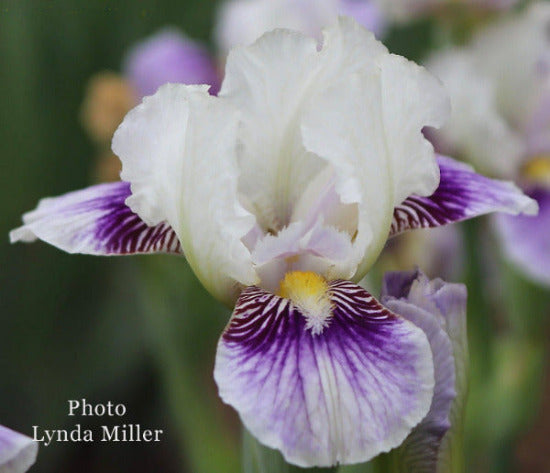 Close-up of a white and purple miniature tall bearded iris flower 'Paw Prints' with 'Photo Lynda Miller' text.