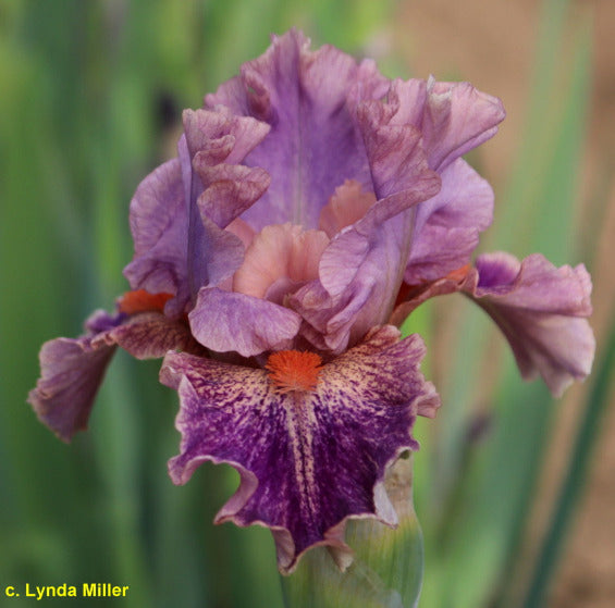 Close-up of a pink and purple intermediate bearded iris flower called 'Playful Tune' by Lynda Miller. Available at 'Stout Gardens at Dancingtree'.