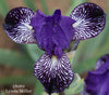 Close-up of a purple and white mtb iris flower with black and white striped petals, blurred green background.