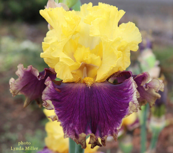 Big yellow and purple tall bearded iris flower 'Prom Court' with a blurred garden background, by . Miller.