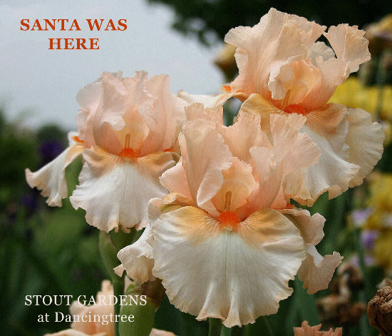 Tall bearded iris 'SANTA WAS HERE' group of three flowers showing orange and white colors at 'Stout Gardens At Dancingtree'.