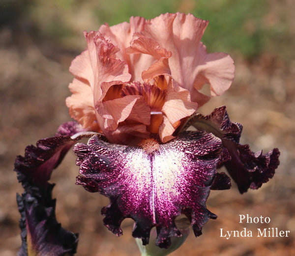 Close-up of a unique plicata pattern on a flower of tall bearded iris 'Scattergram', with pink and purple petals, blurred natural background