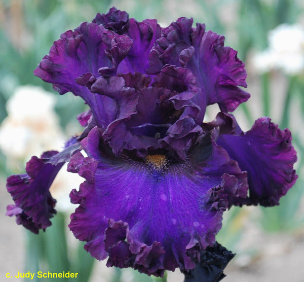 Close-up of a purple  tall bearded iris flower with a blurred garden background